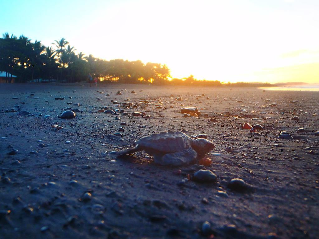 Cabinas Surf Arribadas Ostional Wildlife Refuge Exterior foto