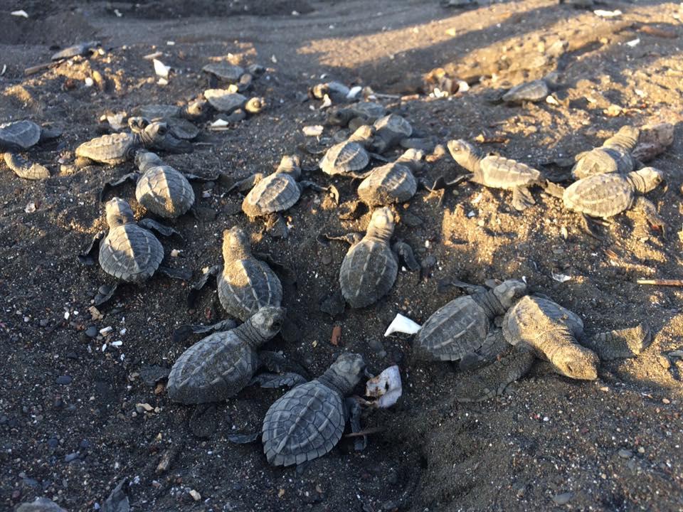 Cabinas Surf Arribadas Ostional Wildlife Refuge Exterior foto